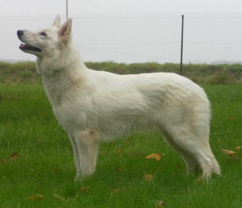 CH. Horsha of trebons berger blanc