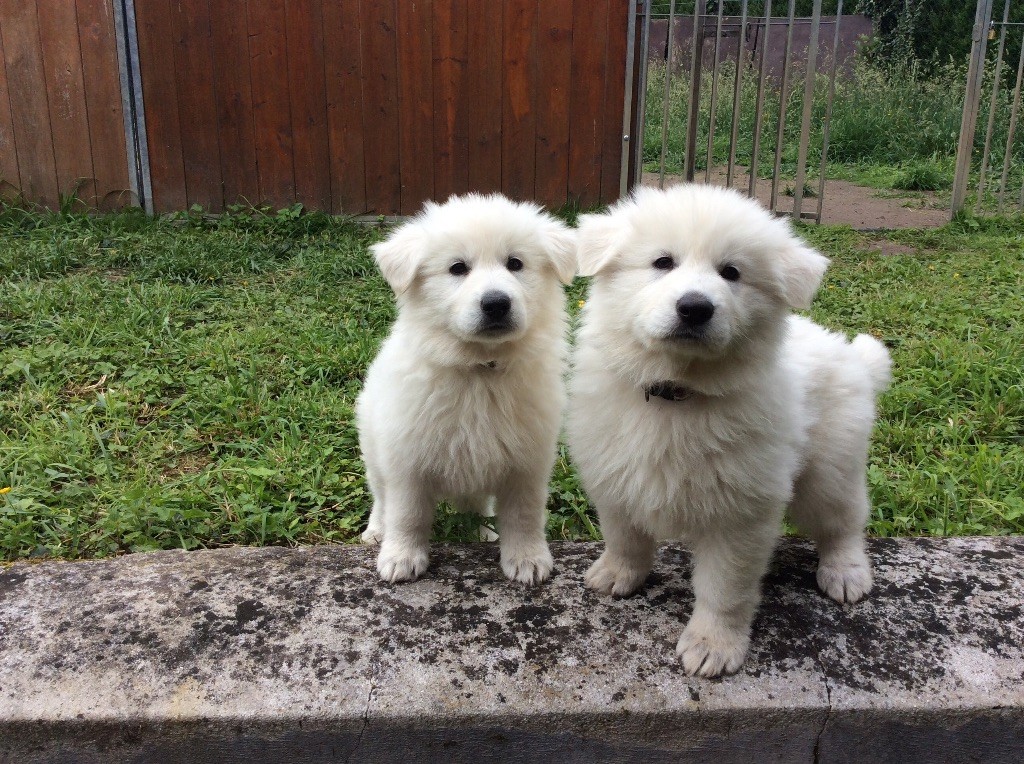 Chiot Berger Blanc Suisse des Terres de Voldaï