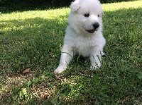 CHIOT
