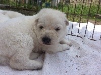 CHIOT